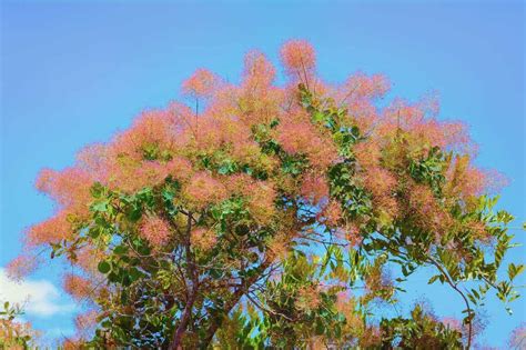 Smoking trees - The smoke tree or smoke bush is a deciduous shrub that can be trained to grow as a tree. The multi-branching shrub has oval or rounded leaves and pink feathery plumes. … See more